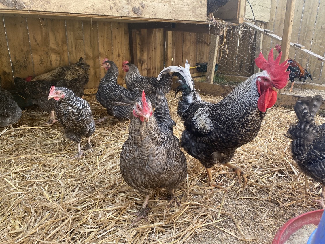 cuckoo maran laying chickens for sale 