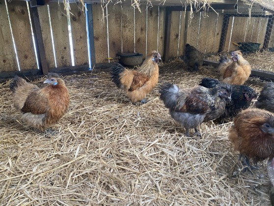 silkie chickens for sale 