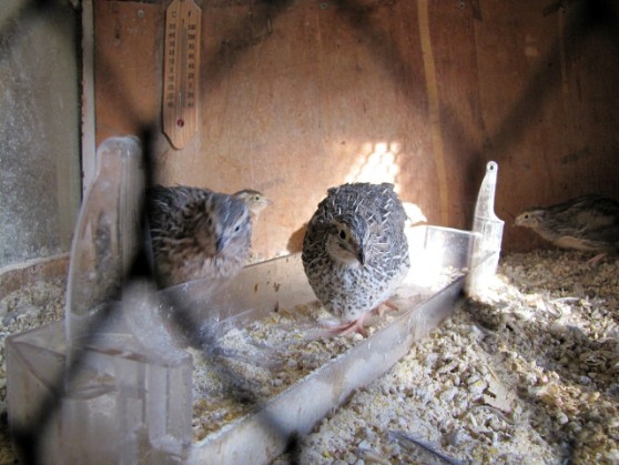 snow flake quail for sale 