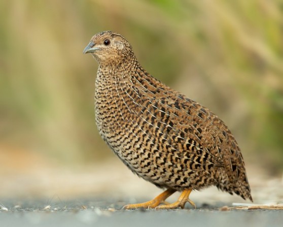 quail for sale 